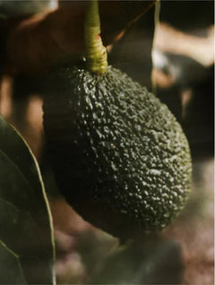 Sérum Vitamine C Éclat